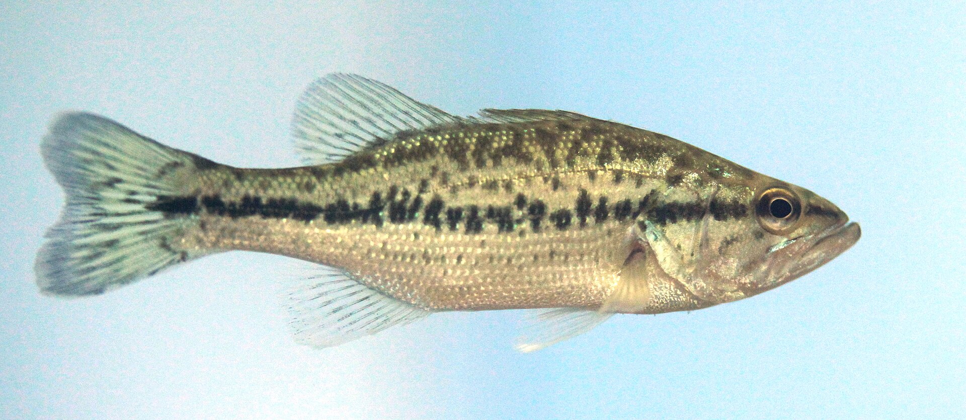 배스